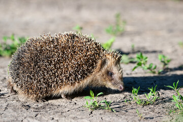 hedgehog on the grass..