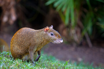 Agouti is a genus of mammals of the rodent order	

