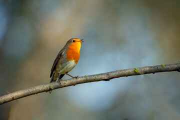 The European robin (Erithacus rubecula), known simply as the robin or robin redbreas
