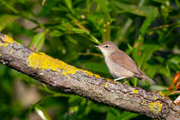 Blyth's reed warbler (Acrocephalus dumetorum) is an Old World warbler in the genus Acrocephalus.
