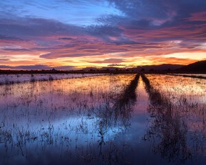 Bello y colorido atardecer en los humedales cercanos a la población de La Llosa, en la provincia de Castellón. Comunidad Valenciana. España. Europa