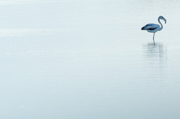 Flamenco descansando en una laguna