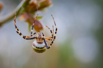 Argiope bruennichi (wasp spider) is a species of orb-web spider distributed throughout central Europe