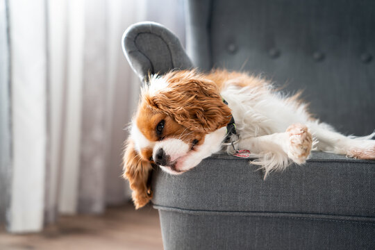 Cavalier king charles spaniel leży śpi na fotelu kanapie