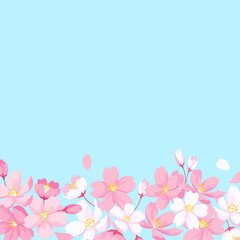 桜の花の装飾フレーム　正方形サイズ　デザイン用のベクター素材　水色の背景