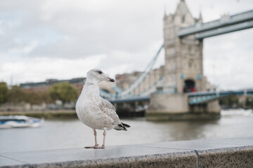 seagull on the Tower bridge