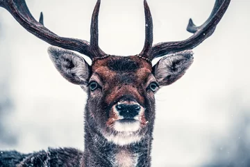Wall murals Deer Deer in wintertime