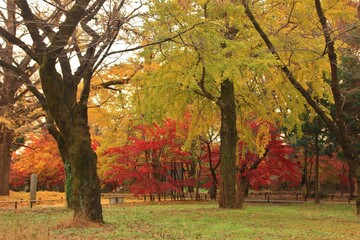 日本の寺。世田谷・九品仏の秋。紅葉に美しく染まる境内。浄真寺は９体の阿弥陀如来が安置されていることから九品仏と呼ばれている。サギソウの咲く寺としても知られる。境内にはたくさんの地蔵があり、秋には境内一面が紅葉に彩られる。