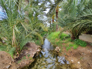 Vega Baja del Segura - Orihuela - Palmeral y paisajes de su entorno.
