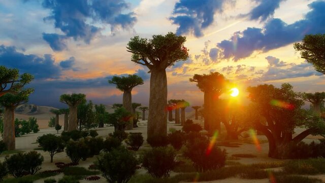 Baobab Trees Forest at Sunset, the Famous Avenue of the Baobabs in Madagascar, Africa