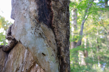 Broken empty hollow tree and skin standing in a forest of Tanzawa, Japan.