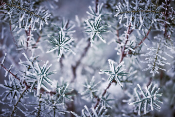 Green branches of a Christmas tree. Spruce with small thorns and with dry brown fallen leaf from the tree covered with white frost in December.