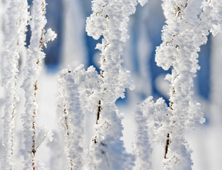 Branches in hoarfrost and snow in the winter. Winter forest in frost and snow.