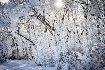 Winter forest. Landscape of winter forest on a sunny day.