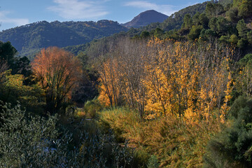 Autumn landscape in the Genal valley in the province of Malaga. Spain