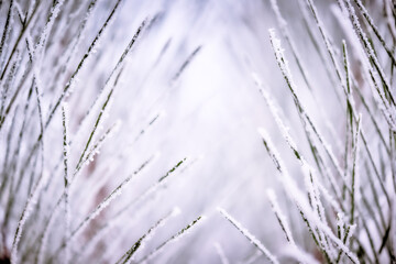 Pine branch covered with frost. Winter background.