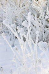 Branches in hoarfrost and snow in the winter. Winter forest in frost and snow.