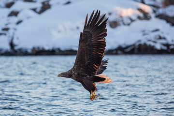 An eagle catching a fish in Lofoten, Norway.