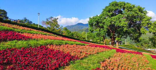 San-Tseng-Chi Urban Park on a bright sunny day with colorful flower fields on the hillside under blue clear sky during Flower Festival, in Beitou District, Taipei City, Taiwan