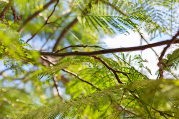 background inside the green foliage