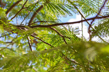 background inside the green foliage