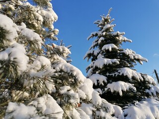 Snow-covered nature in the Park. Trees and bushes with grass in the snow. Winter is coming.