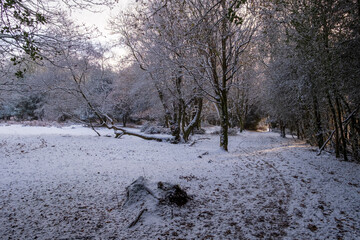 Hindhead common morning walk in the snow