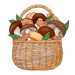 basket with mushrooms. Vector illustration. Isolated on white. Hand drawn picture.