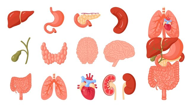 Human organs set, vector icons in cartoon style