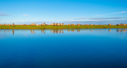 Herd of horses in a green field along the edge of a lake under a blue sky in bright sunlight sky in autumn, Almere, Flevoland, The Netherlands, November 29, 2021 © Naj