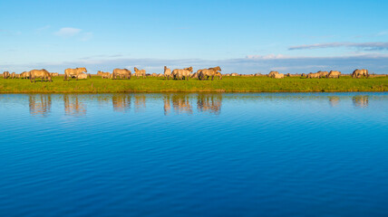 Herd of horses in a green field along the edge of a lake under a blue sky in bright sunlight sky in autumn, Almere, Flevoland, The Netherlands, November 29, 2021 © Naj