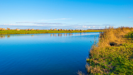 Herd of horses in a green field along the edge of a lake under a blue sky in bright sunlight sky in autumn, Almere, Flevoland, The Netherlands, November 29, 2021 © Naj