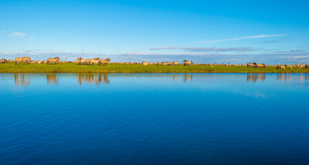 Herd of horses in a green field along the edge of a lake under a blue sky in bright sunlight sky in autumn, Almere, Flevoland, The Netherlands, November 29, 2021 © Naj
