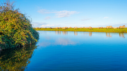 Herd of horses in a green field along the edge of a lake under a blue sky in bright sunlight sky in autumn, Almere, Flevoland, The Netherlands, November 29, 2021 © Naj