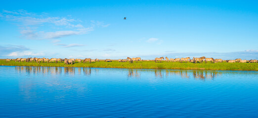 Herd of horses in a green field along the edge of a lake under a blue sky in bright sunlight sky in autumn, Almere, Flevoland, The Netherlands, November 29, 2021 © Naj