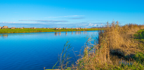 Herd of horses in a green field along the edge of a lake under a blue sky in bright sunlight sky in autumn, Almere, Flevoland, The Netherlands, November 29, 2021 © Naj