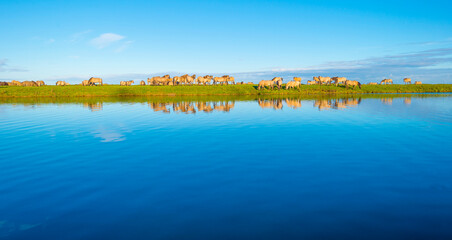 Herd of horses in a green field along the edge of a lake under a blue sky in bright sunlight sky in autumn, Almere, Flevoland, The Netherlands, November 29, 2021 © Naj