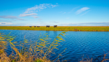 Fototapeta na wymiar Bulls in a green field along the edge of a lake under a blue sky in bright sunlight sky in autumn, Almere, Flevoland, The Netherlands, November 29, 2021