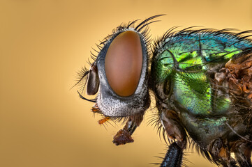 macro of a fly