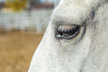 Close up shot - eye of light gray horse