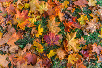 Colorful autumn season maple leaves on the green grass in the park. Autumn background.