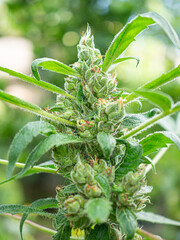 Close-up of a marijuana buds flower in outdoors farm