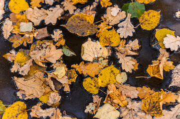 Colourful fall leaves in pond lake water, floating autumn leaf. Autumn wallpaper background concept of falling leaves on water surface. Beautiful reflection in water.