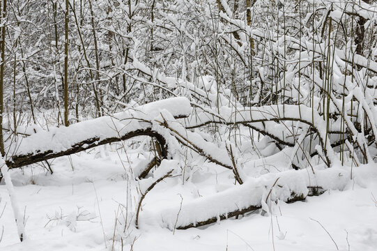 Heavily snowy mixed forest in winter with a lot of snow, branches of the trees covered with snow. Close up image of a broken tree trunk in the snow in a snowy forest with a snowdrift. Winter landscape