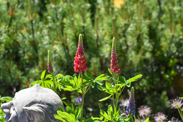 Gartenlupine
