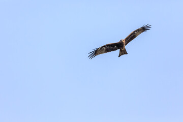 Fototapeta na wymiar Black Kite soaring high on a clear blue sky day