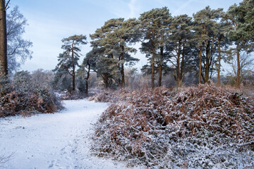 Hindhead common morning walk in the snow