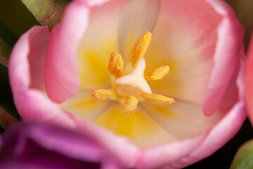 Obraz na płótnie Canvas pink tulip closeup