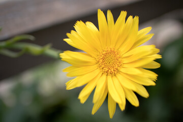 yellow flower