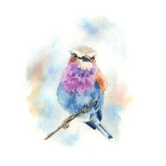 Watercolor drawing bright bird lilac - breasted blue lark